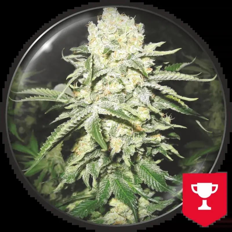 No Name Feminized by Medical Seeds
