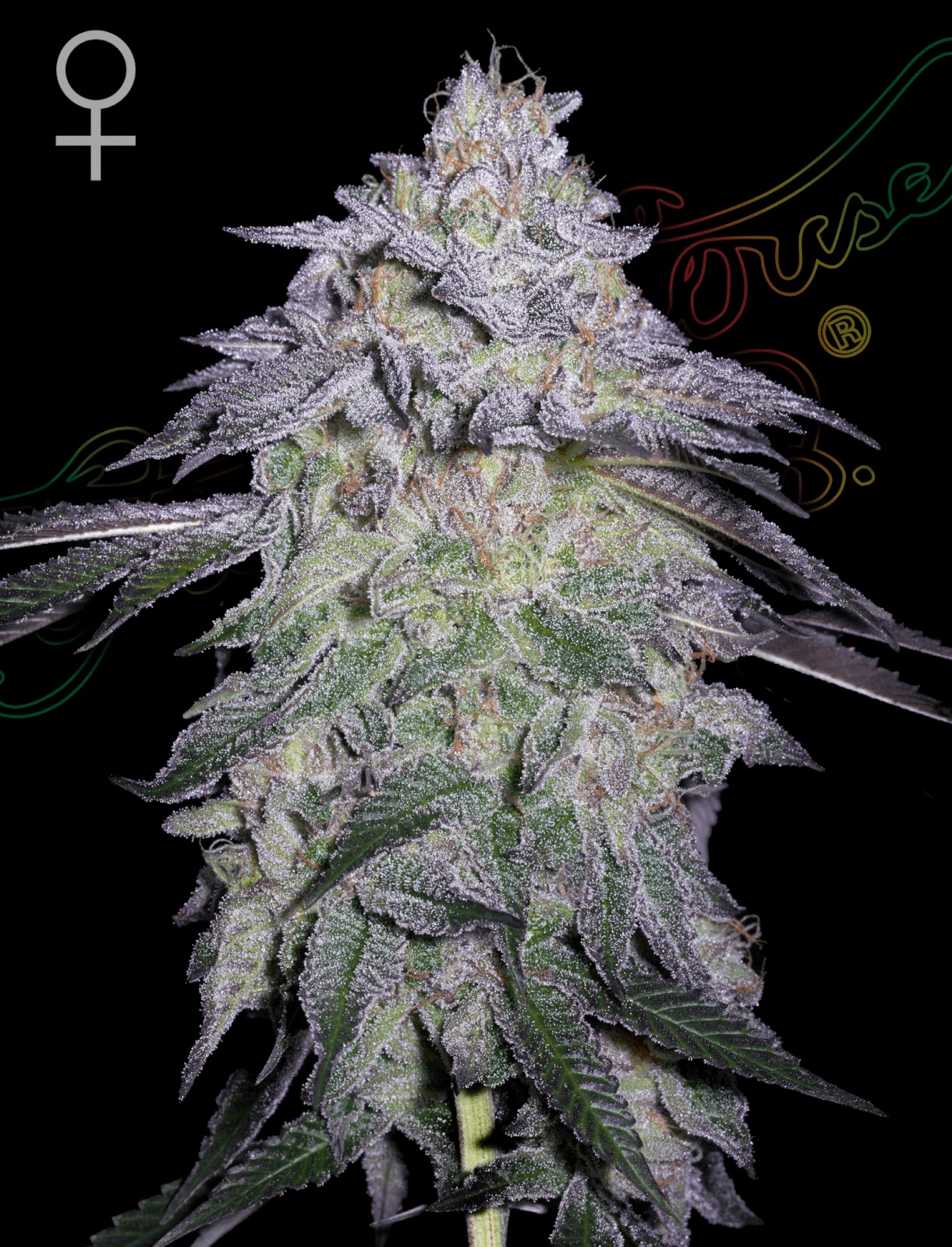 Nori Cake Feminized by Green House seeds