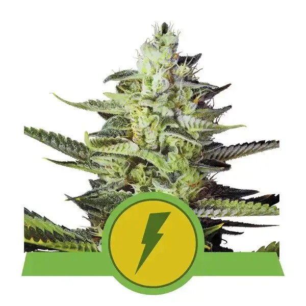 North Thunderfuck Automatic Autoflower by Royal Queen Seeds