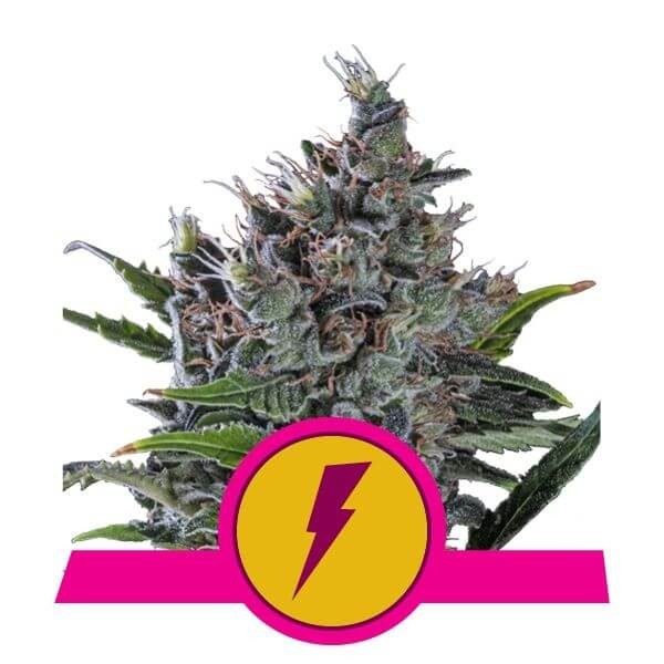 North Thunderfuck Feminized by Royal Queen Seeds