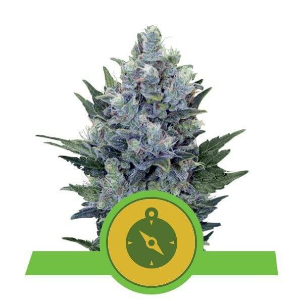 Northern Light Automatic Autoflower by Royal Queen Seeds