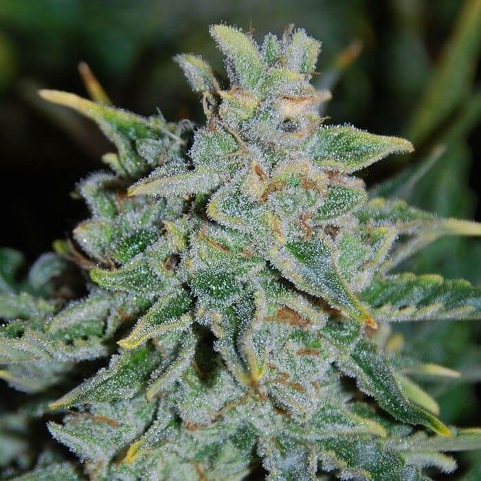 Northern Light Blue Auto Autoflower by Delicious Seeds