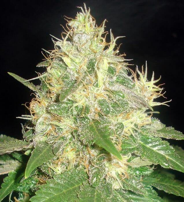 Northern Light Blue Feminized by Delicious Seeds