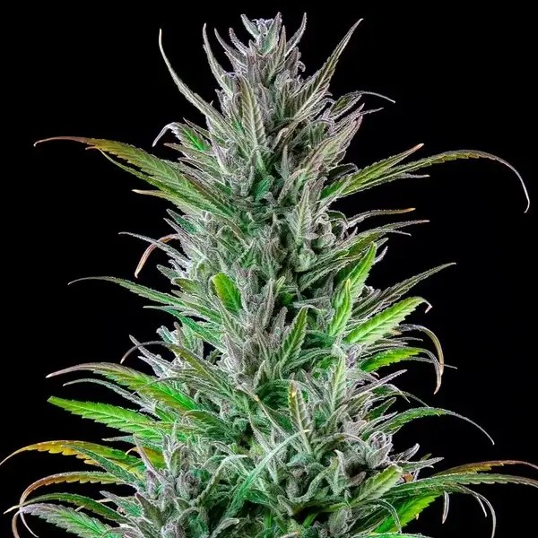 Northern Light Feminized by Royal Queen Seeds