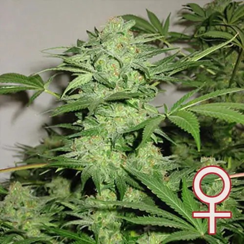 Northern Light Special Feminized by K.C. Brains