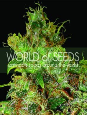 Northern Light X Skunk Feminized by World of Seeds
