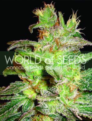 Northern Light x Big Bud Feminized by World of Seeds