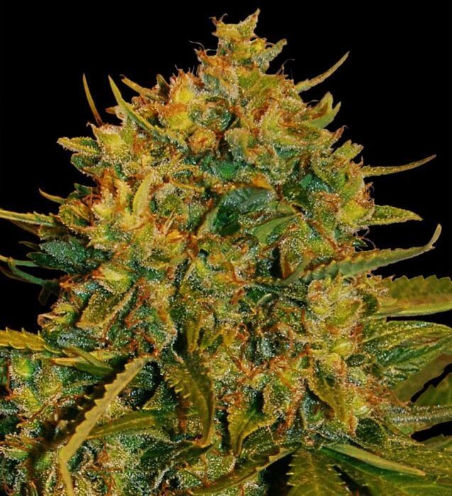 Northern Light x Big Bud Ryder Autoflower by World of Seeds