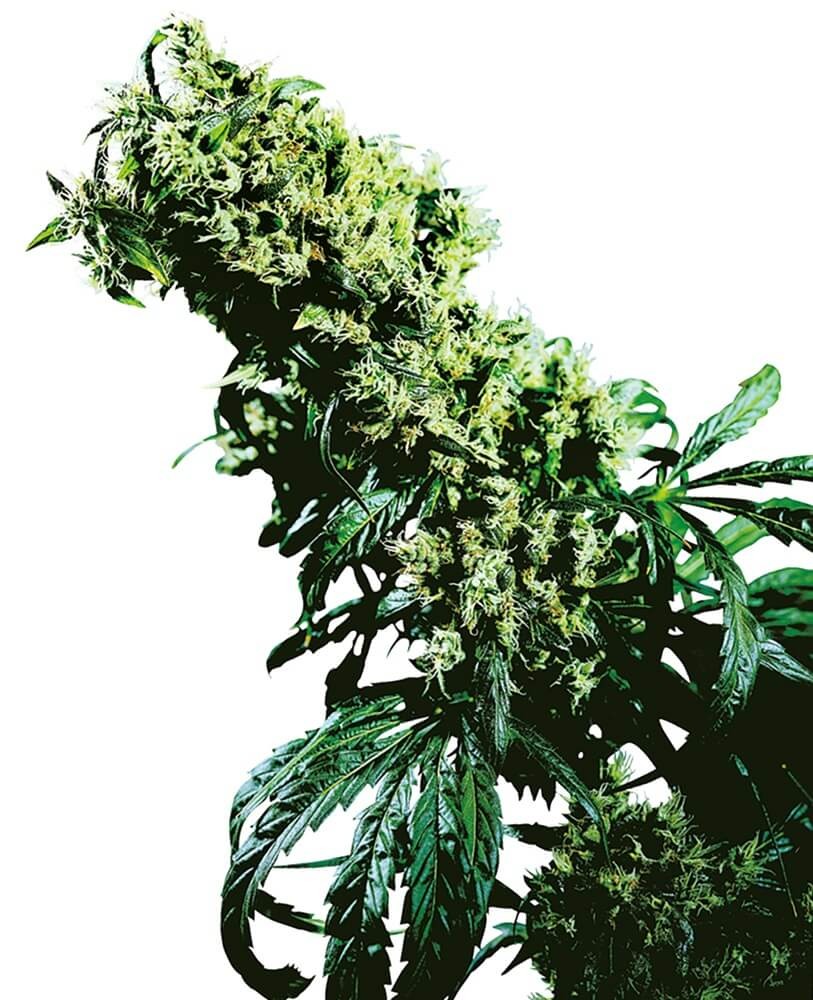 Northern Lights #5 X Haze Reg. Regular by Sensi Seeds