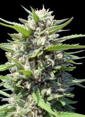 Northern Lights Auto Autoflower by Genehtik