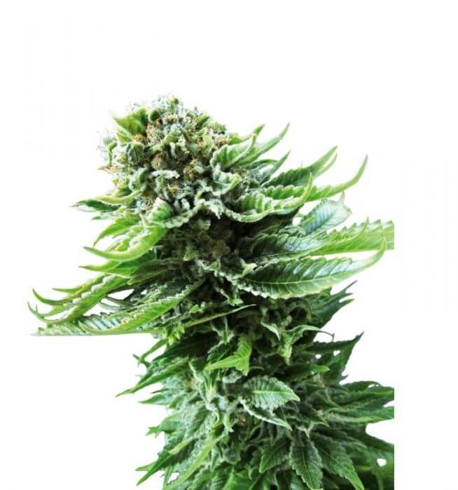 Northern Lights Auto Autoflower by Sensi Seeds