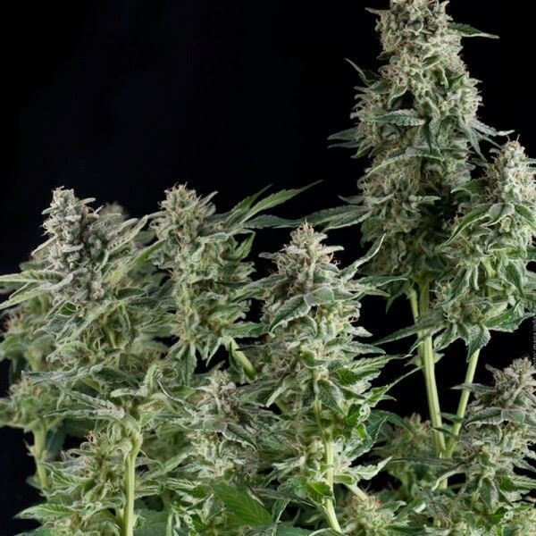 Northern Lights CBD Feminized by Pyramid Seeds
