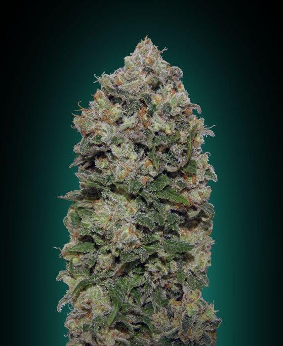Northern Lights Feminized by 00 Seeds Bank
