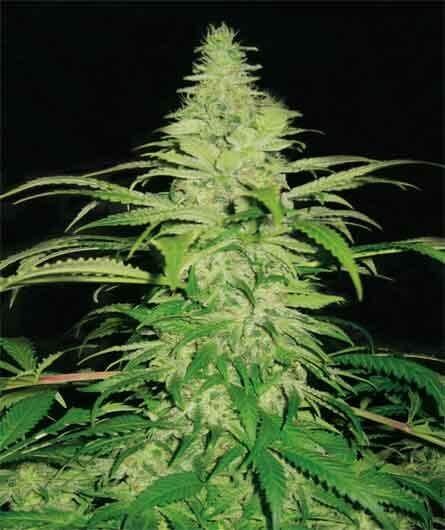Northern Lights Feminized by Pyramid Seeds