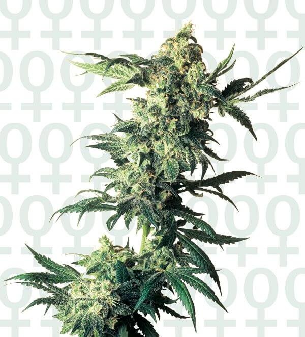 Northern Lights Feminized by Sensi Seeds