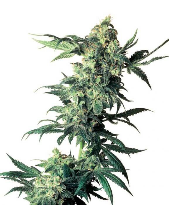 Northern Lights Regular by Sensi Seeds