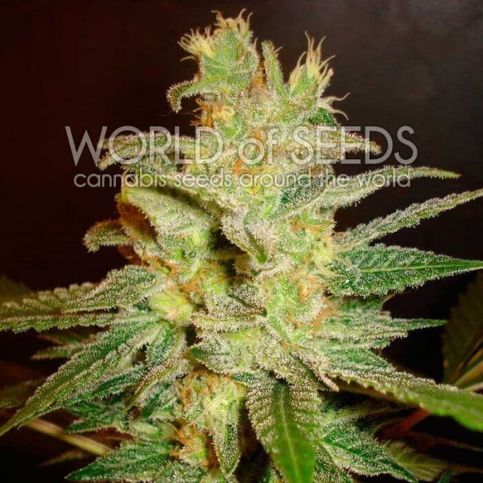 Northern Lights X Big Bud Early Version Feminized by World of Seeds