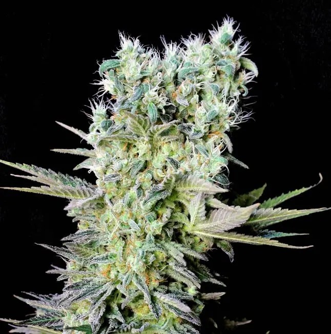Northern Lights X Feminized by Genehtik