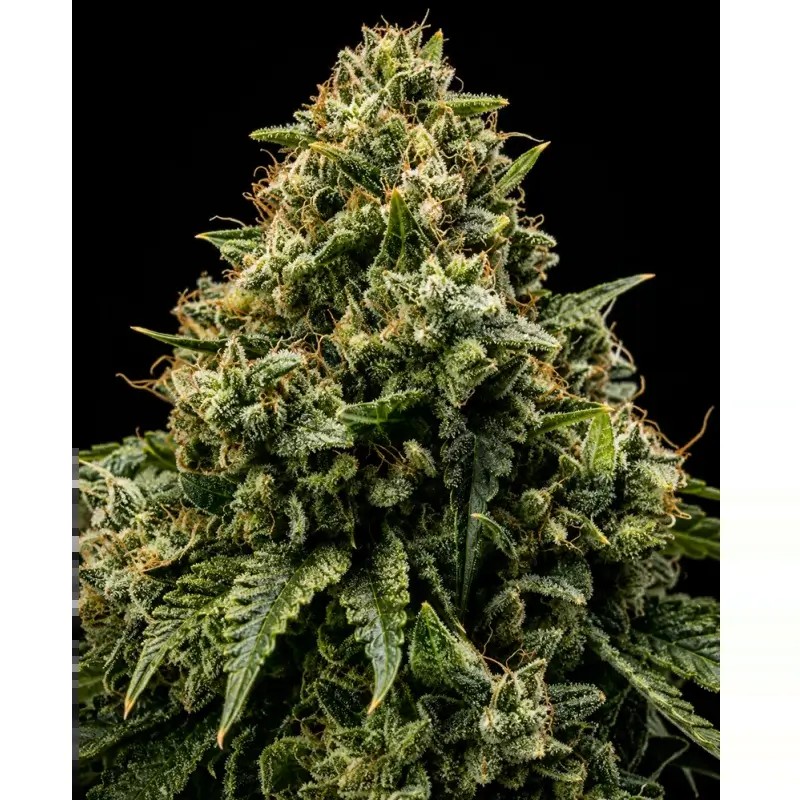 Northwest CBD Triploid Feminized by Triploid Genetics