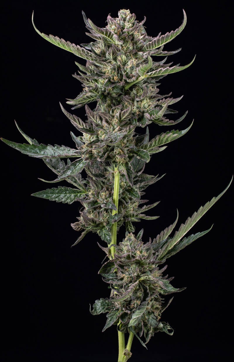 Notorious THC Feminized by Humboldt Seed Company