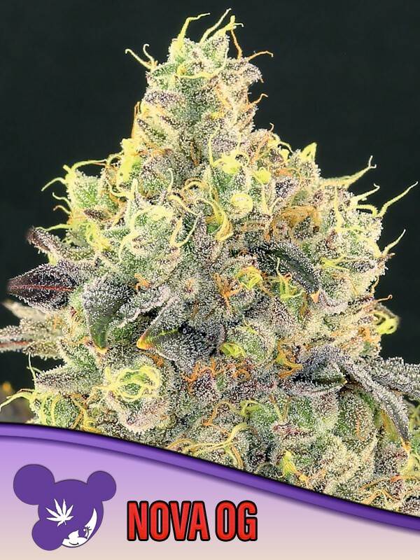 Nova OG Feminized by Anesia Seeds