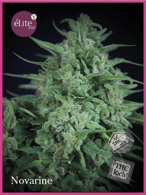 Novarine THCV Feminized by Elite Seeds