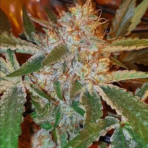 Now And Sour Regular by Karma Genetics