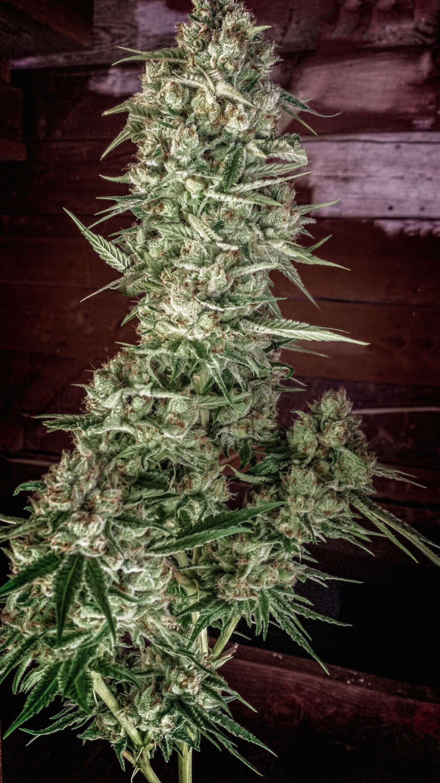 Nurse Jackie Regular by Homegrown Natural Wonders