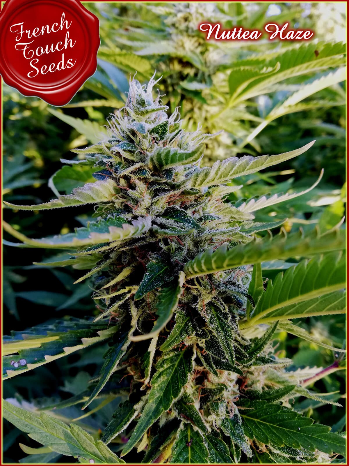 Nuttea Haze Feminized by French Touch Seeds