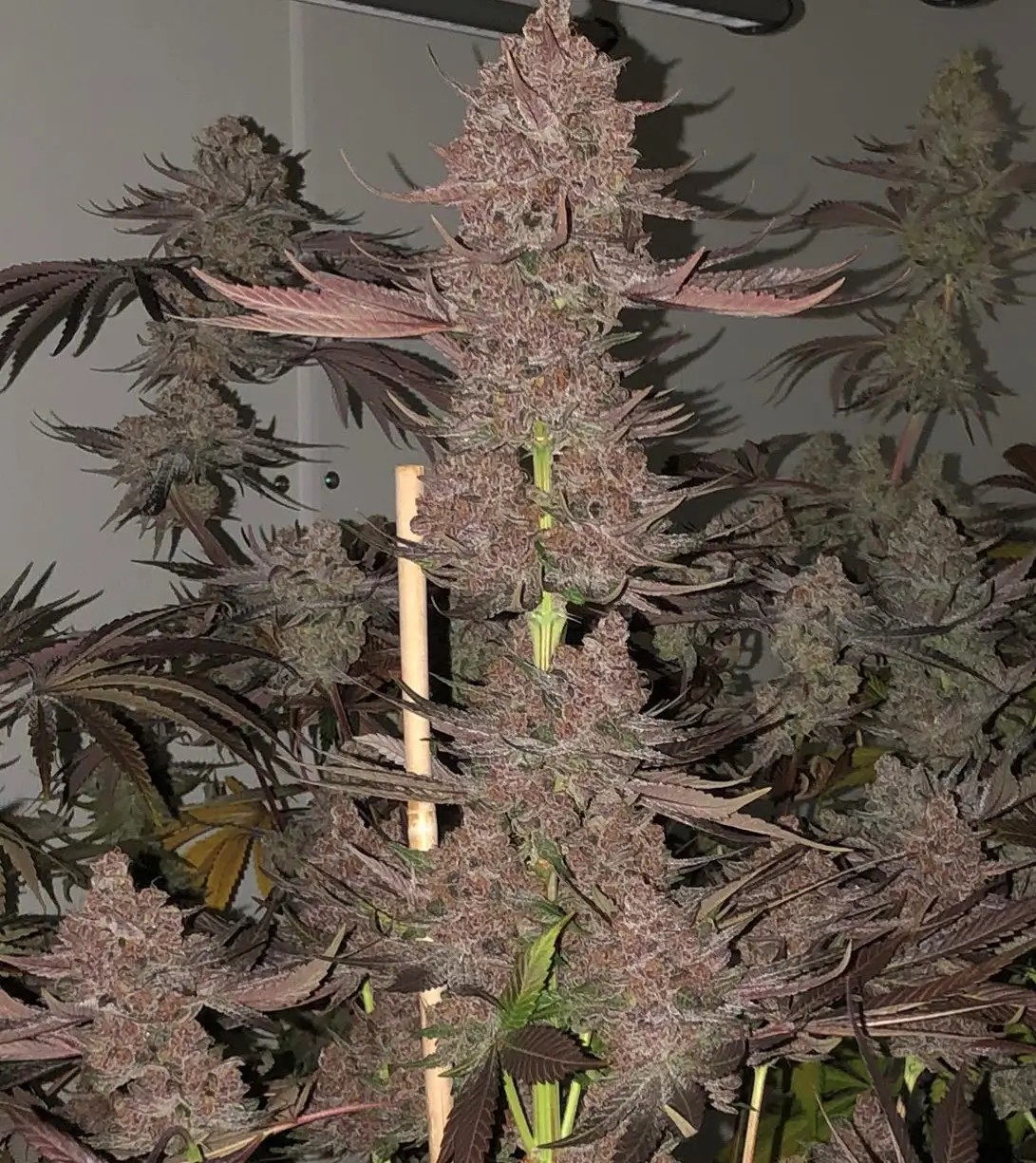 Nvthis Feminized by Relentless Genetics