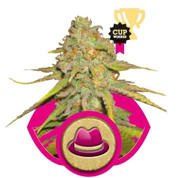 O.G. Kush Feminized by Royal Queen Seeds