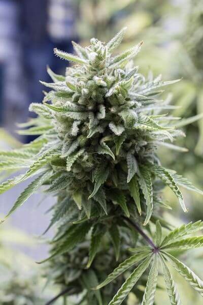 OG Kush Auto Autoflower by Dinafem
