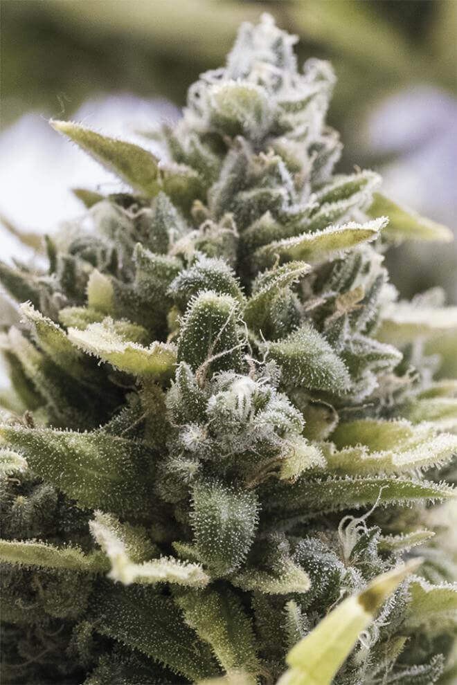 OG Kush Auto Autoflower by Humboldt Seed Organization