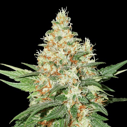 OG Kush Auto Autoflower by Seedstockers