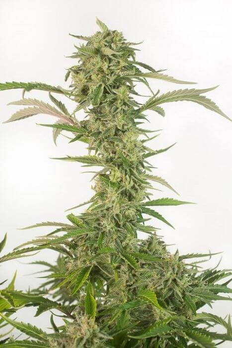 OG Kush Auto CBD Autoflower by Dinafem