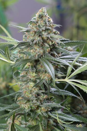 OG Kush CBD Feminized by Dinafem