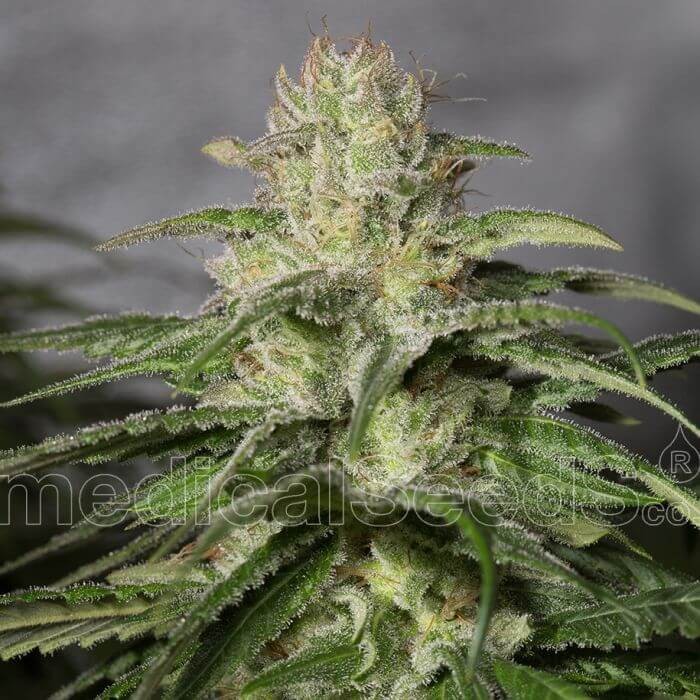 OG Kush CBD Feminized by Medical Seeds