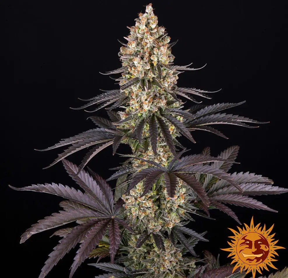 OG Kush Feminized by Barneys Farm