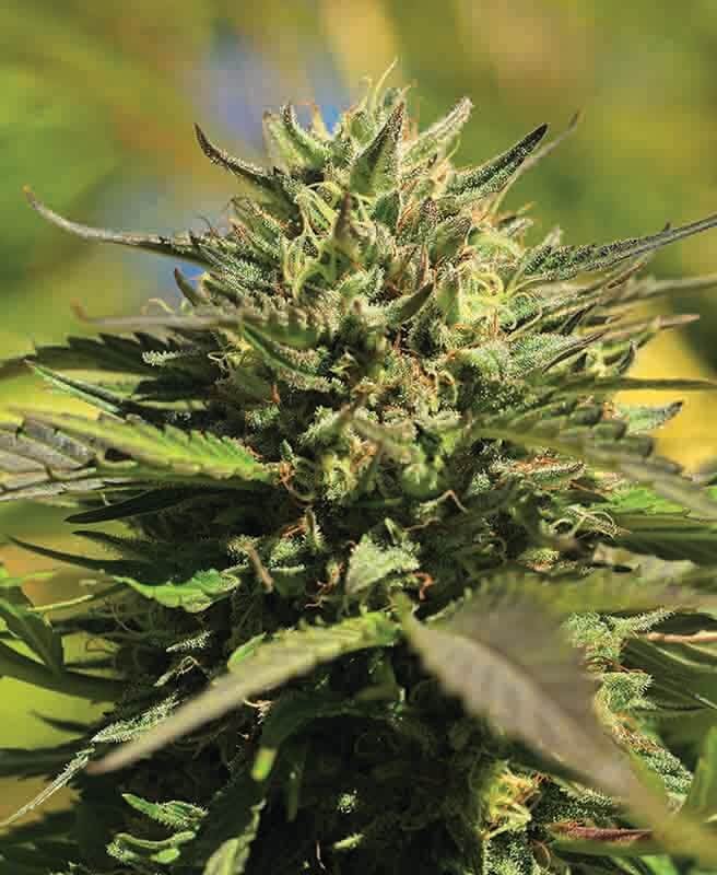 OG Kush Feminized by Humboldt Seed Company