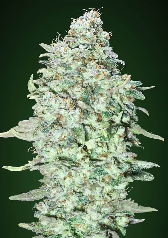 OG Kush SFV Feminized by Advanced Seeds