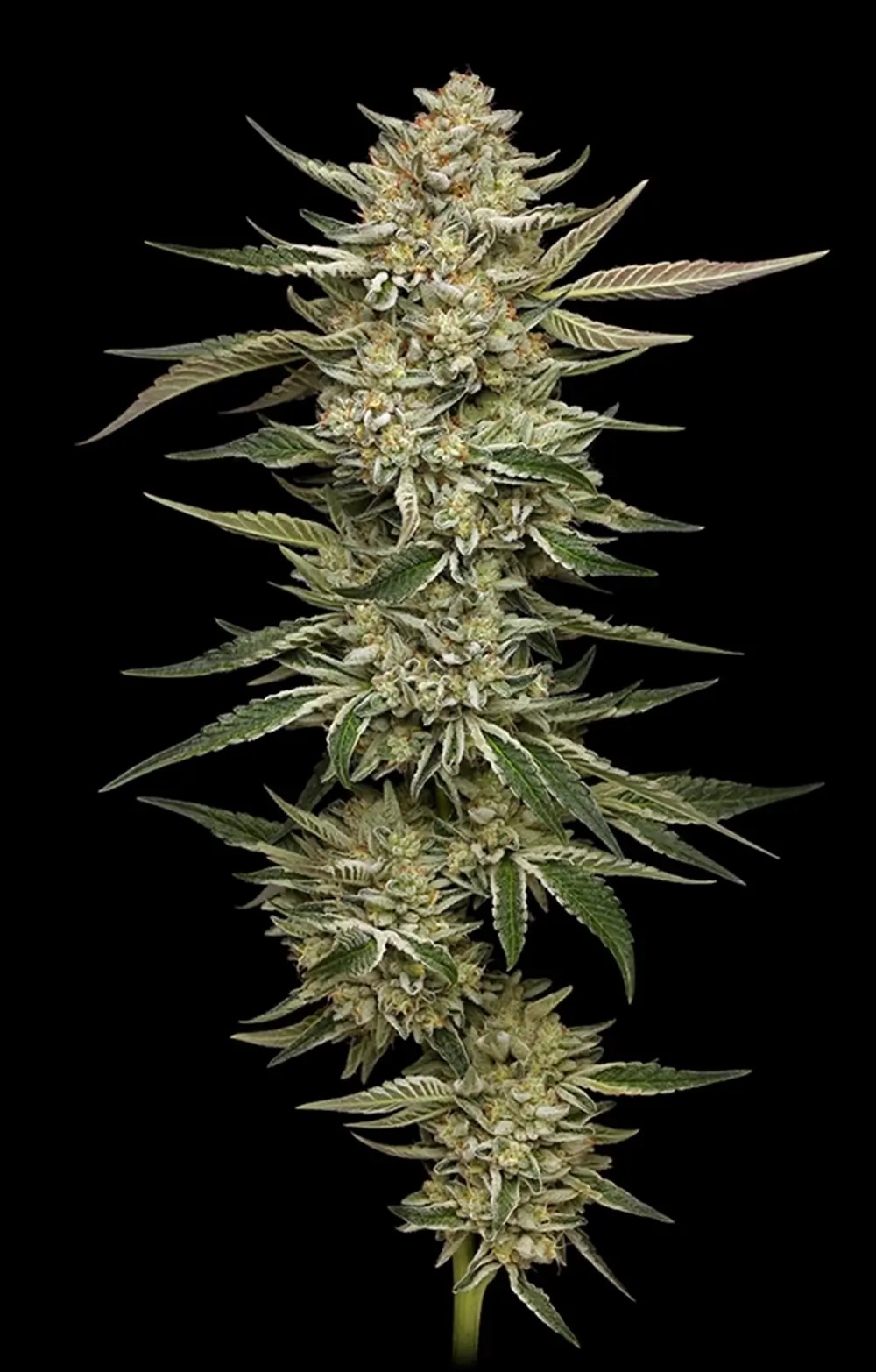OG Triploid Feminized by Humboldt Seed Company