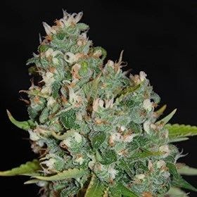 OG13 Feminized by G13 Labs