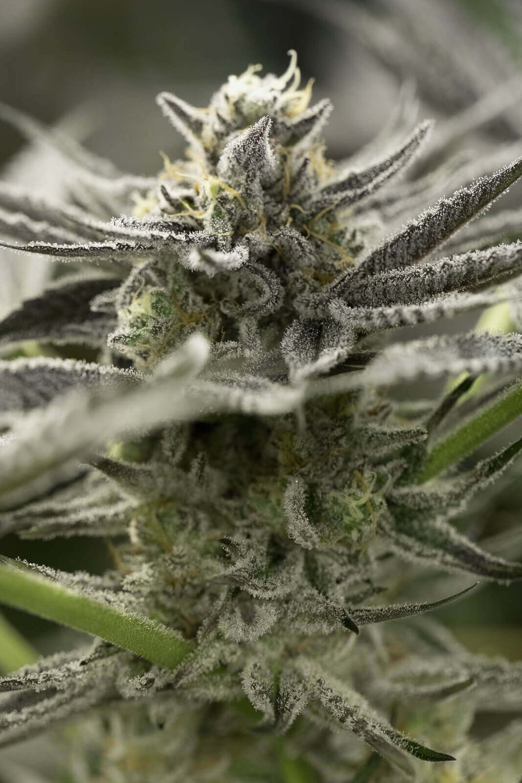 OGKZ Auto Autoflower by Humboldt Seed Organization