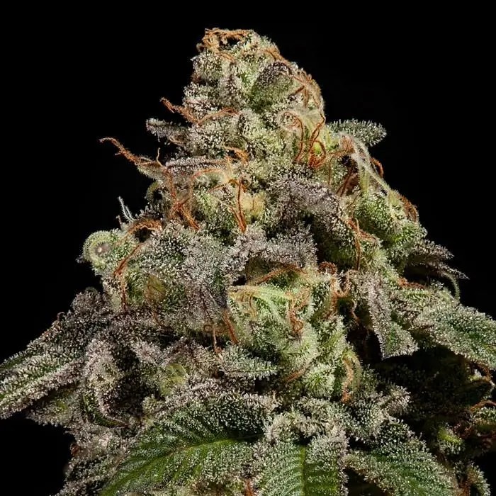 OMG Feminized by Ripper Seeds