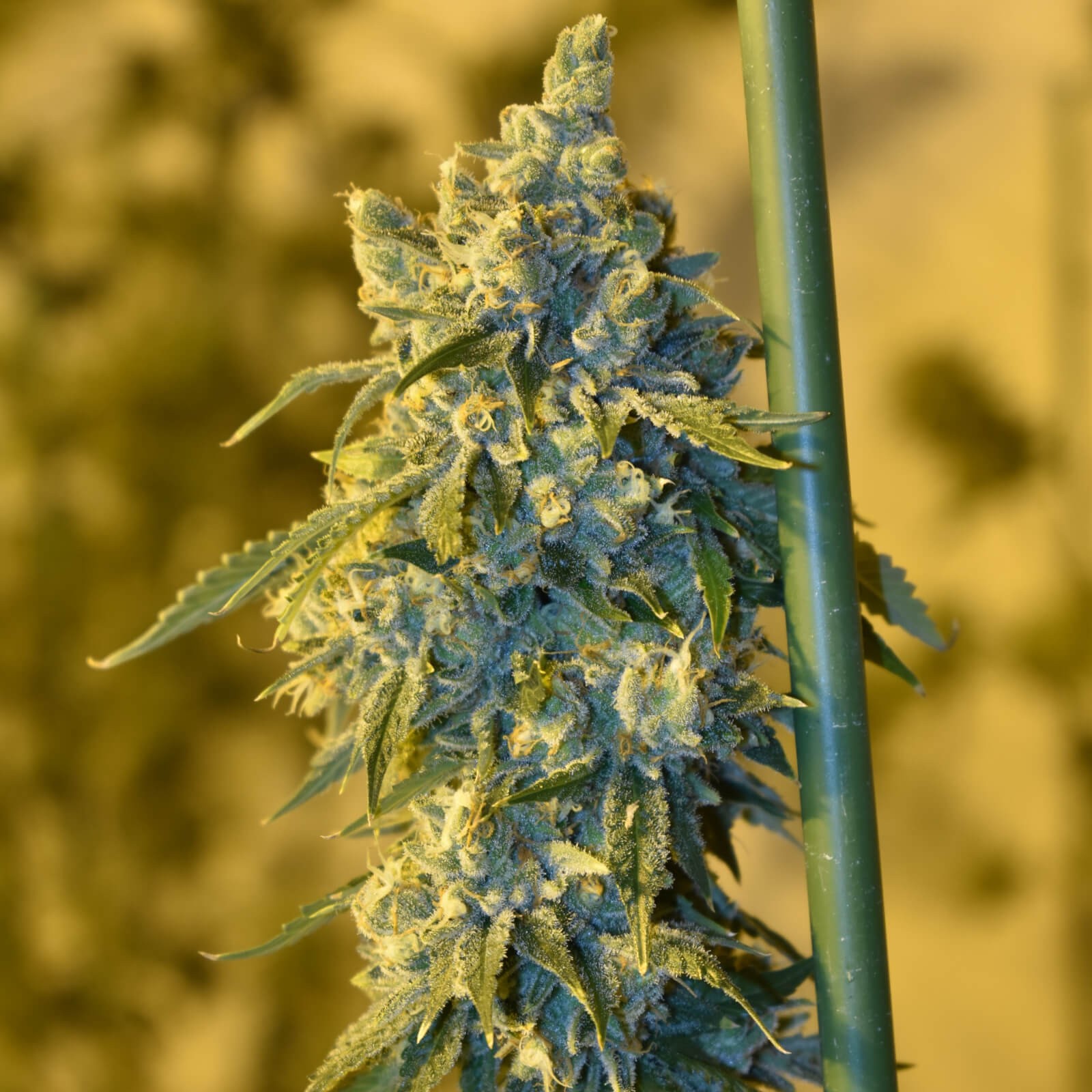 OSG Cheese Feminized by Old School Genetics