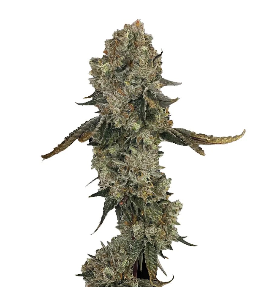 Obsession Feminized by The Grateful Seeds