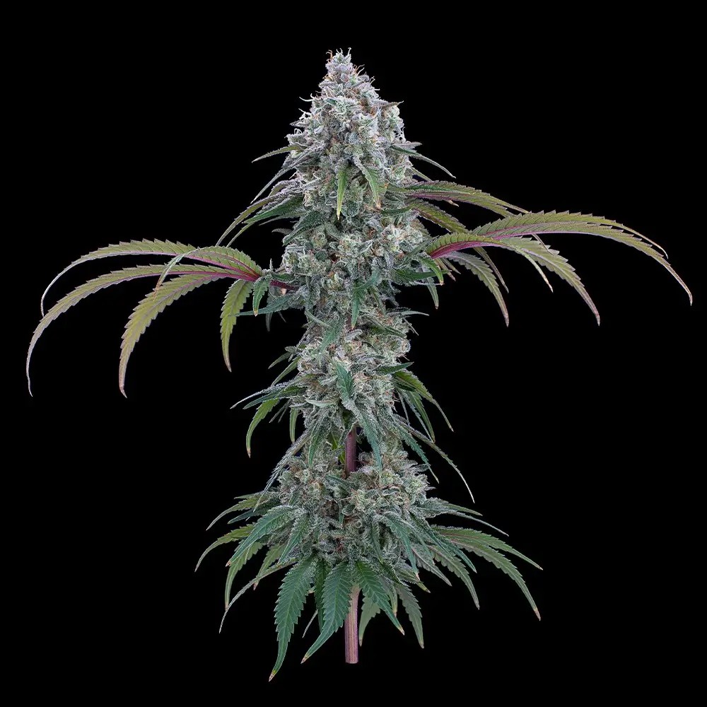 Ocifer Feminized by Brothers Grimm Seeds