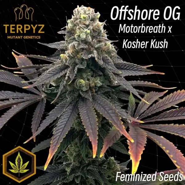 Offshore OG Feminized by TerpyZ Mutant Genetics