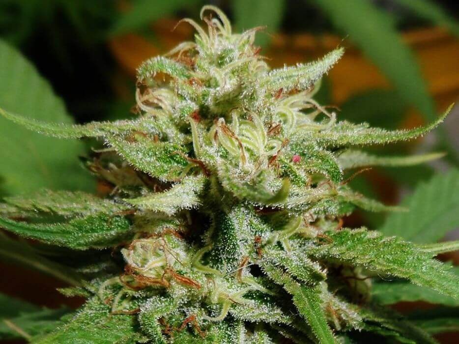 Old Amnesia Feminized by Paisa Seeds