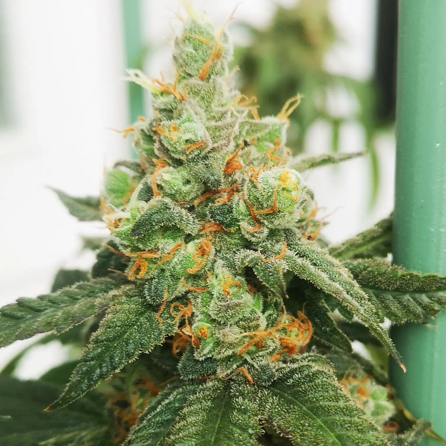 Old Gas Station Regular by Old School Genetics